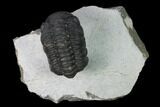 Austerops Trilobite - Visible Eye Facets #165887-1